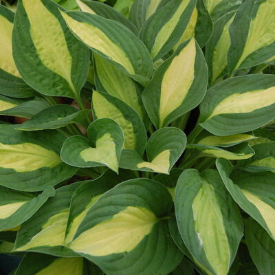 HOSTA 'Gypsy Rose'
