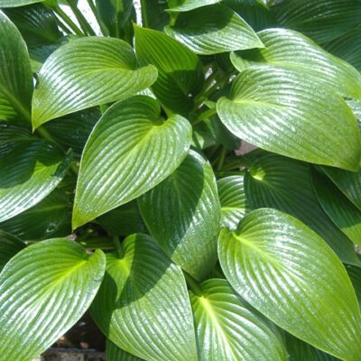 HOSTA 'Devon Green'