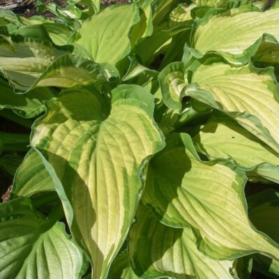 HOSTA fortunei var. albopicta