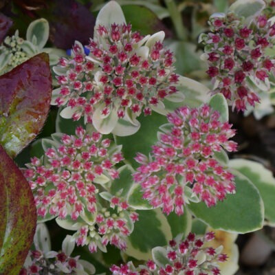 HYLOTELEPHIUM 'Autumn Delight'