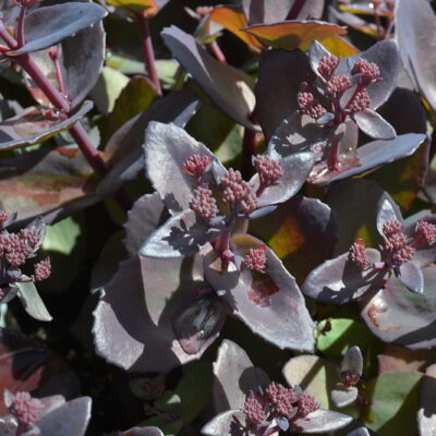 HYLOTELEPHIUM 'Bertram Anderson'