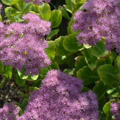 HYLOTELEPHIUM spectabile 'Brilliant'