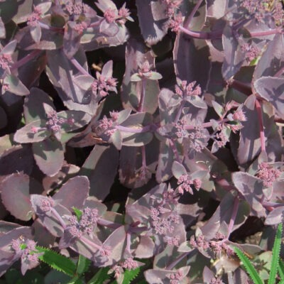 HYLOTELEPHIUM telephium 'Karfunkelstein'