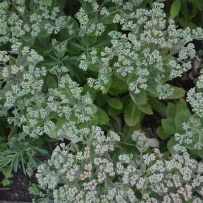 HYLOTELEPHIUM 'Munstead Red'