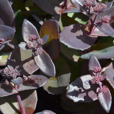 HYLOTELEPHIUM telephium 'Xenox'