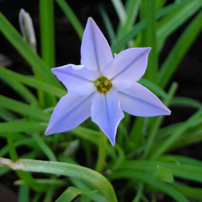 IPHEION uniflorum 'Wisley Blue'