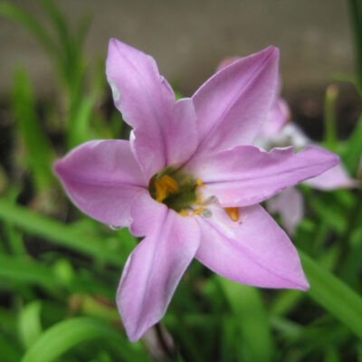 IPHEION uniflorum 'Charlotte Bishop'