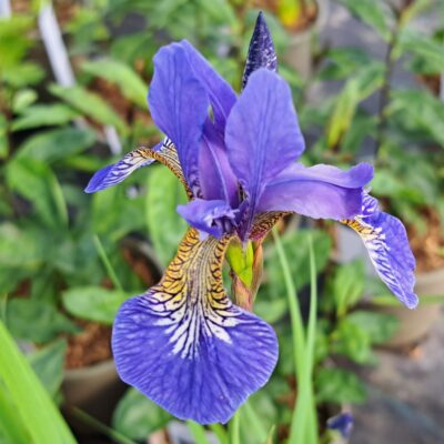 IRIS sibirica 'Tropic Night'