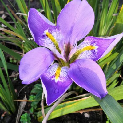 IRIS unguicularis 'Diana Clare'