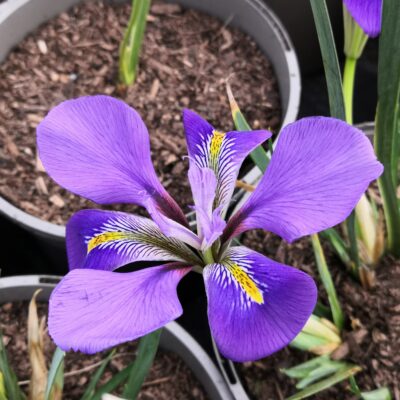 IRIS unguicularis 'Mary Barnard'