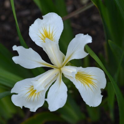 IRIS 'Agnes James'