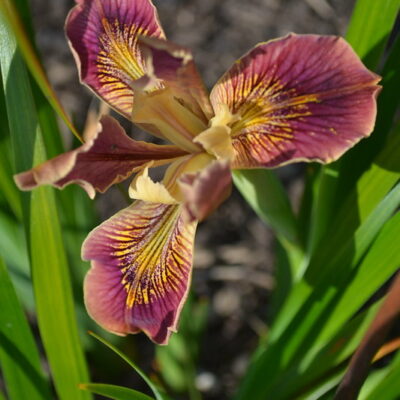 IRIS 'Aunty Ruth'