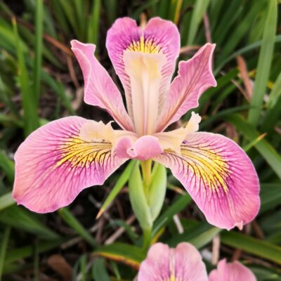IRIS 'Banbury Gem'