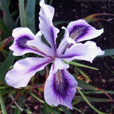 IRIS 'Banbury Beauty'
