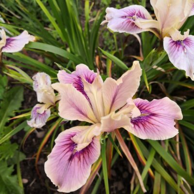 IRIS 'Broadleigh Lavinia'