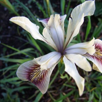 IRIS 'Broadleigh Peacock'