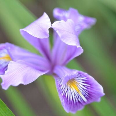IRIS 'Broadleigh Penny'