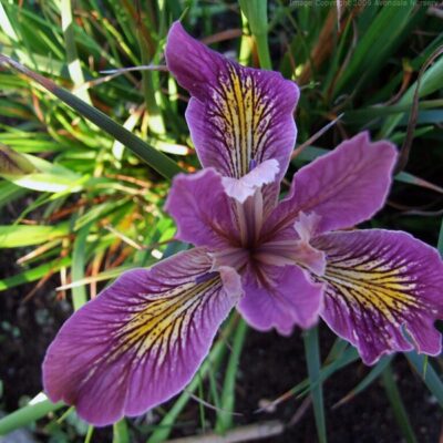 IRIS 'Broadleigh Rose'