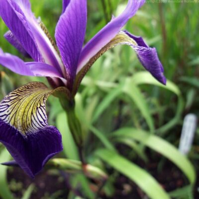 IRIS x robusta 'Dark Aura'