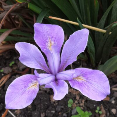 IRIS 'Forever Trevor'