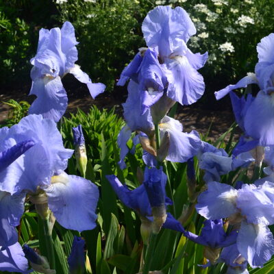 IRIS 'Jane Phillips'