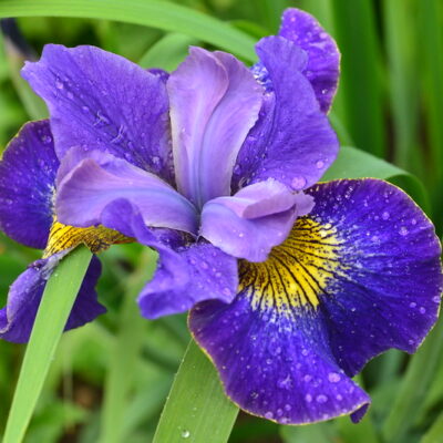 IRIS sibirica 'Peter Hewitt'