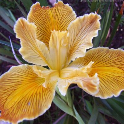 IRIS 'Pinewood Sunshine'