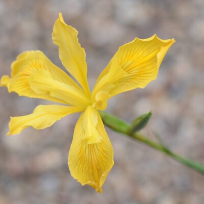 IRIS innominata 'Spinners'