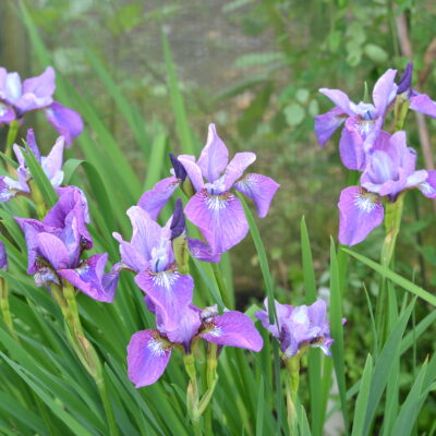 IRIS sibirica 'Rosselline'