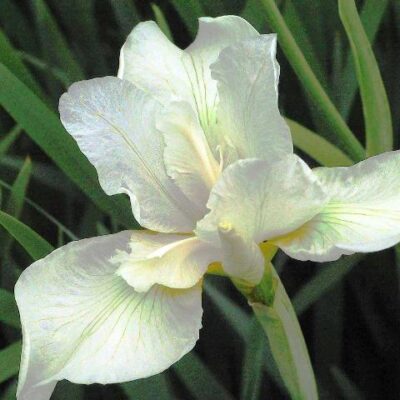IRIS sibirica 'White Swirl'