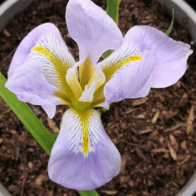 IRIS unguicularis 'Walter Butt'