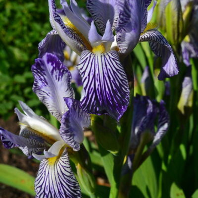 IRIS variegata var. reginae 'Davidowii'