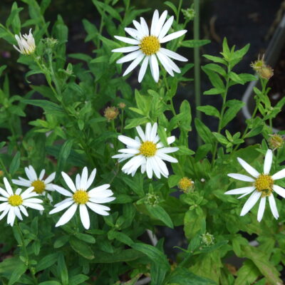 KALIMERIS incisa 'Alba'