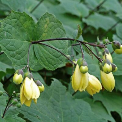 KIRENGESHOMA palmata