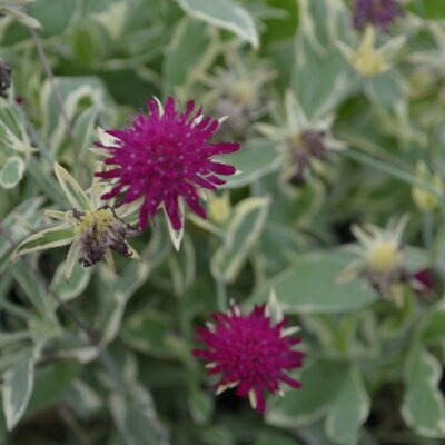 KNAUTIA macedonica 'Thunder and Lightning'