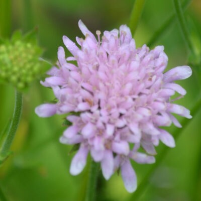 KNAUTIA sarajevensis