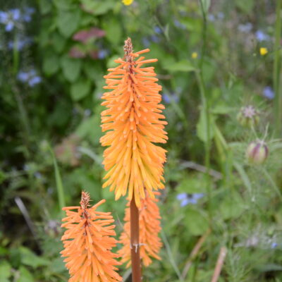 KNIPHOFIA 'Bees' Sunset'