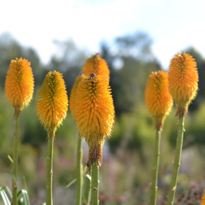 KNIPHOFIA 'Happy Halloween'