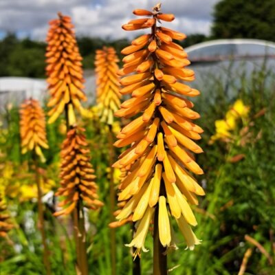 KNIPHOFIA 'Tawny King'