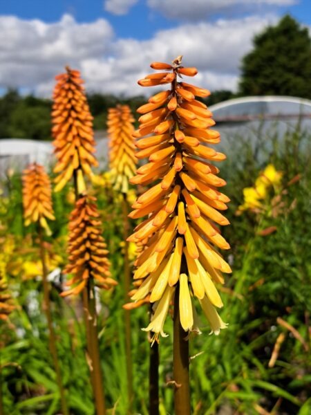 KNIPHOFIA 'Tawny King'
