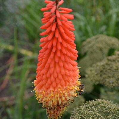 KNIPHOFIA 'Alcazar'