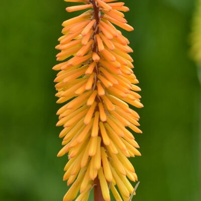 KNIPHOFIA 'Bees' Jubilee'