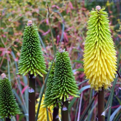 KNIPHOFIA 'Bees' Lemon' (Mail Order)
