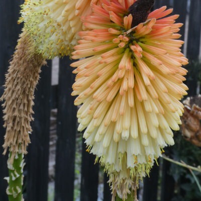 KNIPHOFIA 'Blacksmith's Delight'