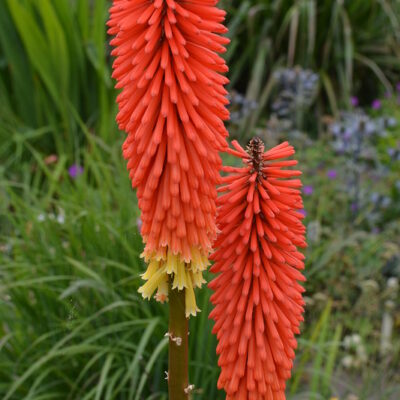 KNIPHOFIA 'Chichi'