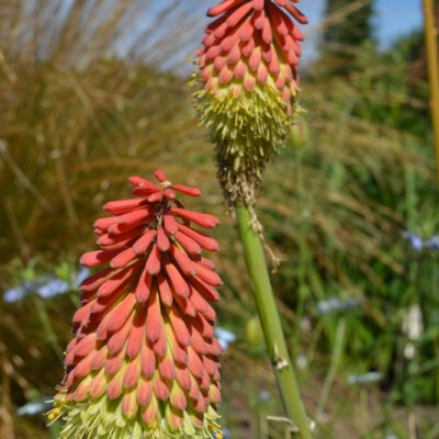 KNIPHOFIA caulescens 'Coral Breakers'