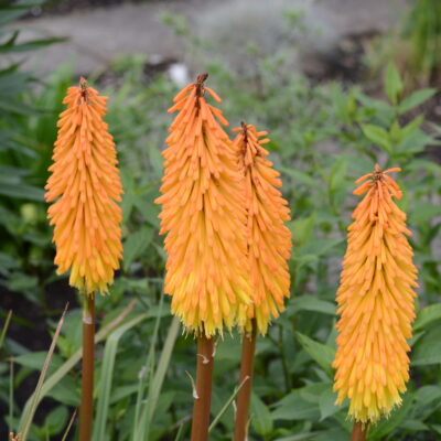 KNIPHOFIA 'Gladness'