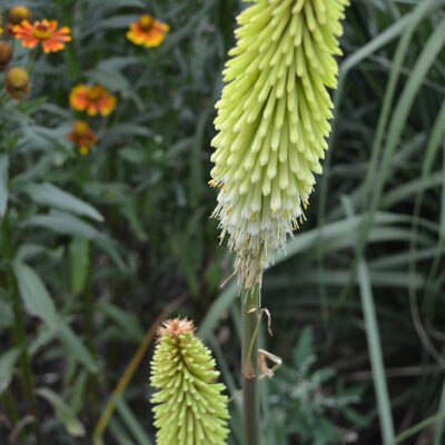 KNIPHOFIA 'Green Jade'