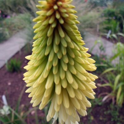 KNIPHOFIA 'Ice Queen'