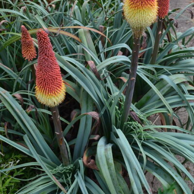 KNIPHOFIA caulescens 'John May'